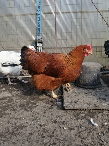  - 2023 New Hampshire