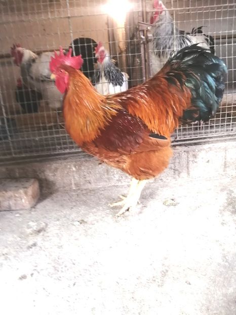  - 2023 New Hampshire