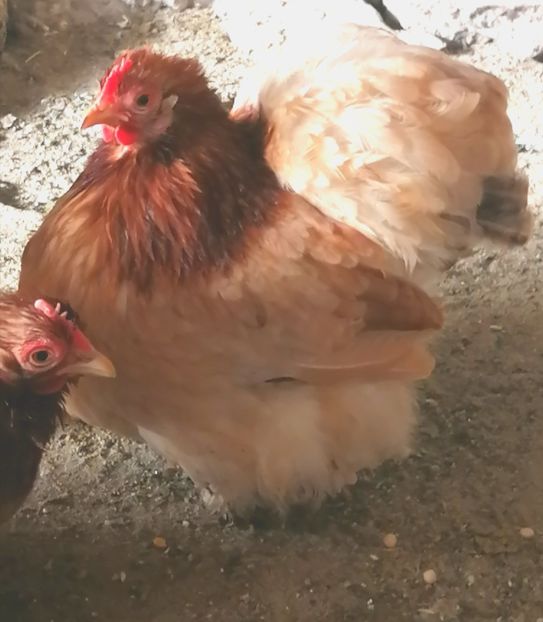  - 2023 Cochin grau auriu