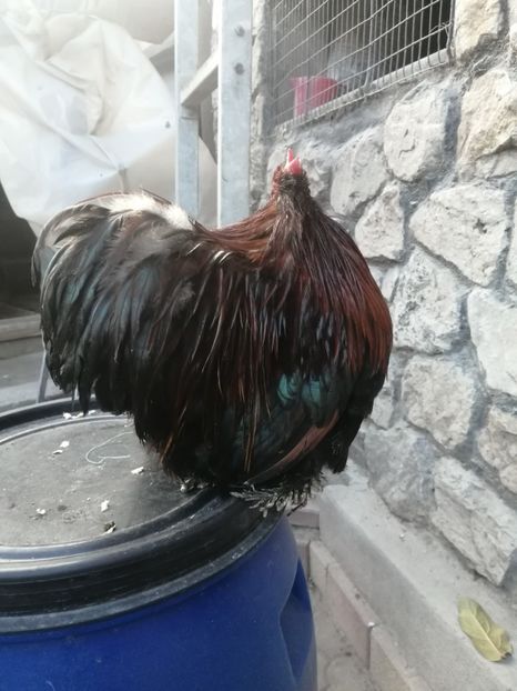  - 2023 Cochin grau auriu