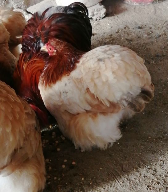  - 2023 Cochin grau auriu