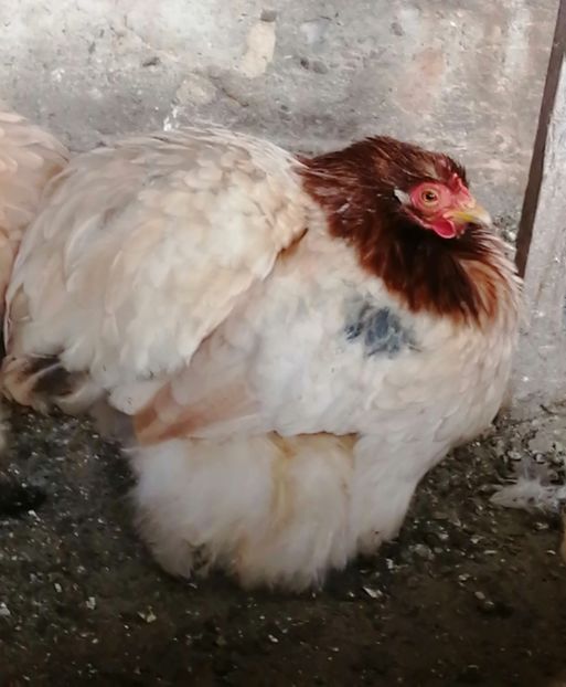  - 2023 Cochin grau auriu