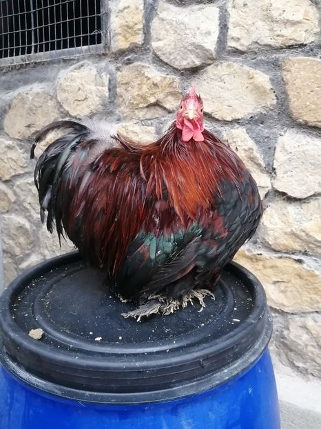  - 2023 Cochin grau auriu