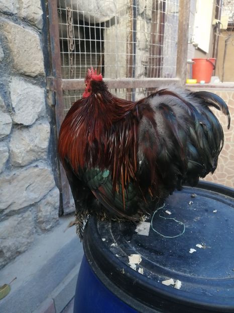  - 2023 Cochin grau auriu