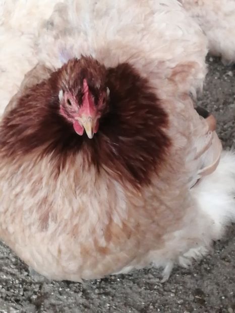  - 2023 Cochin grau auriu