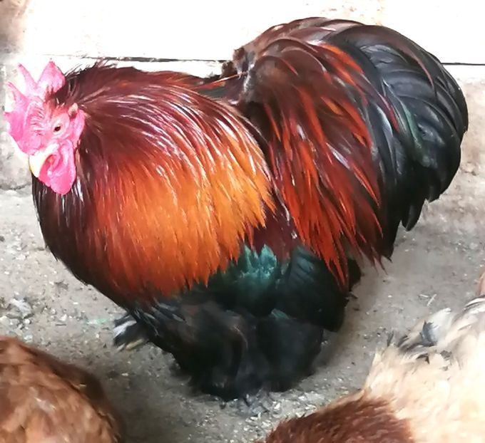  - 2023 Cochin grau auriu