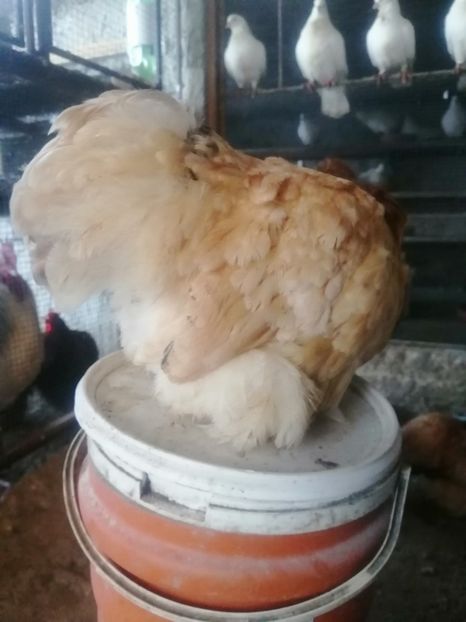  - 2023 Cochin grau auriu