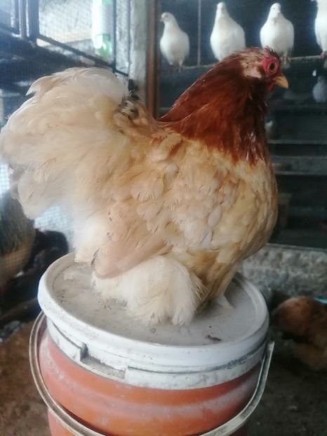  - 2023 Cochin grau auriu