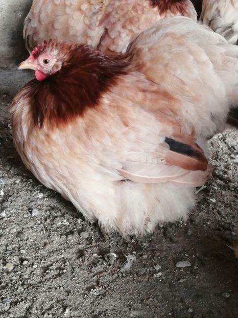  - 2023 Cochin grau auriu