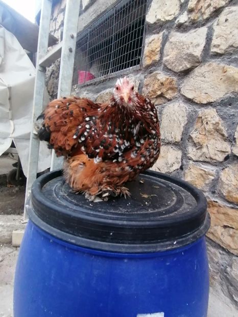  - 2023 Cochin Pitic Portelan