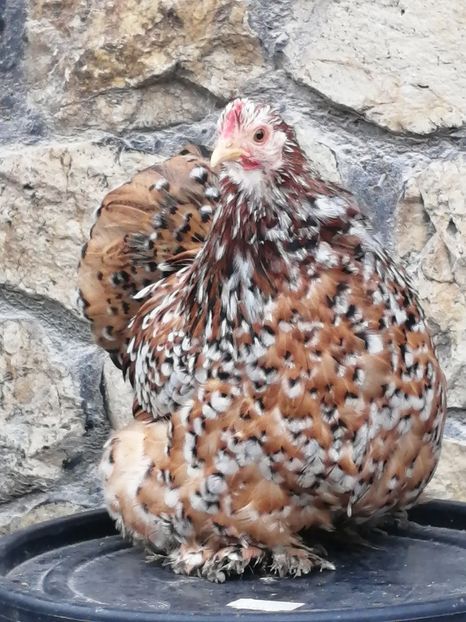  - 2023 Cochin Pitic Portelan