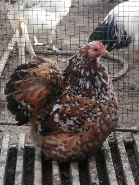  - 2023 Cochin Pitic Portelan