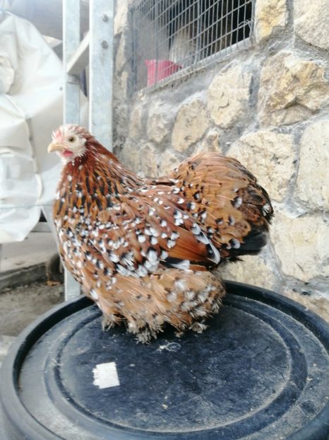  - 2023 Cochin Pitic Portelan