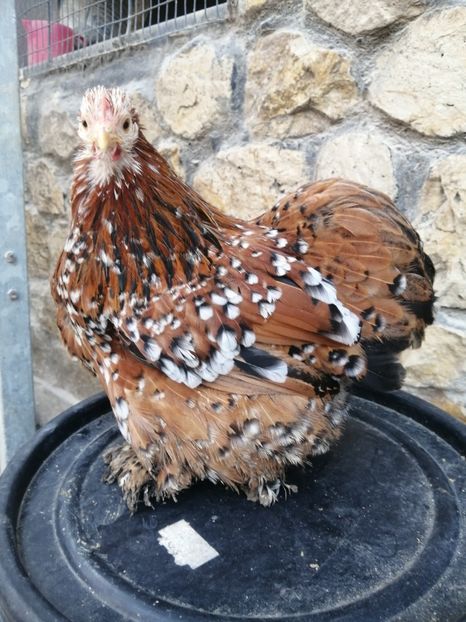  - 2023 Cochin Pitic Portelan