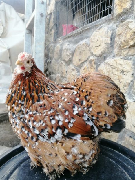  - 2023 Cochin Pitic Portelan