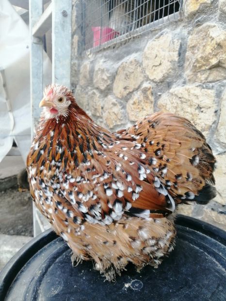  - 2023 Cochin Pitic Portelan