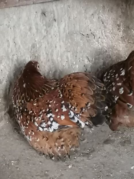  - 2023 Cochin Pitic Portelan