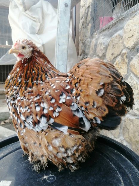  - 2023 Cochin Pitic Portelan