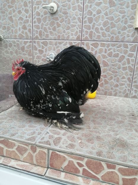  - 2023 Cochin pitic bobat