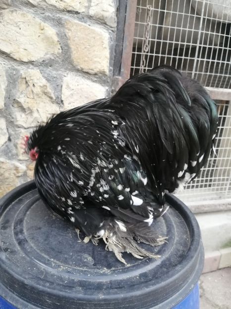  - 2023 Cochin pitic bobat