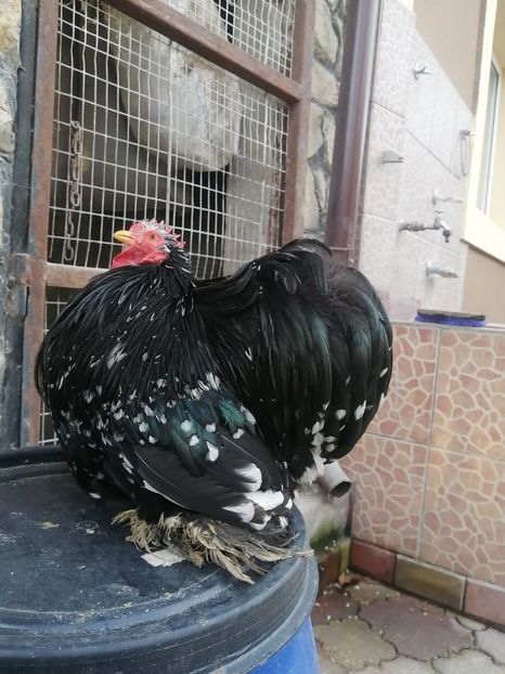  - 2023 Cochin pitic bobat