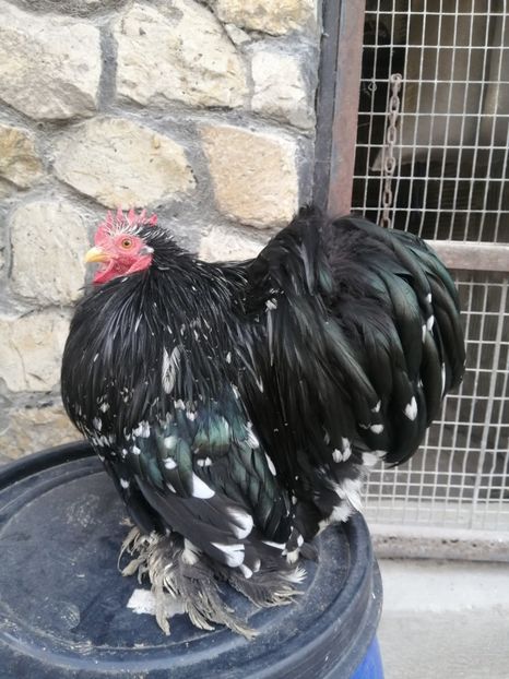  - 2023 Cochin pitic bobat