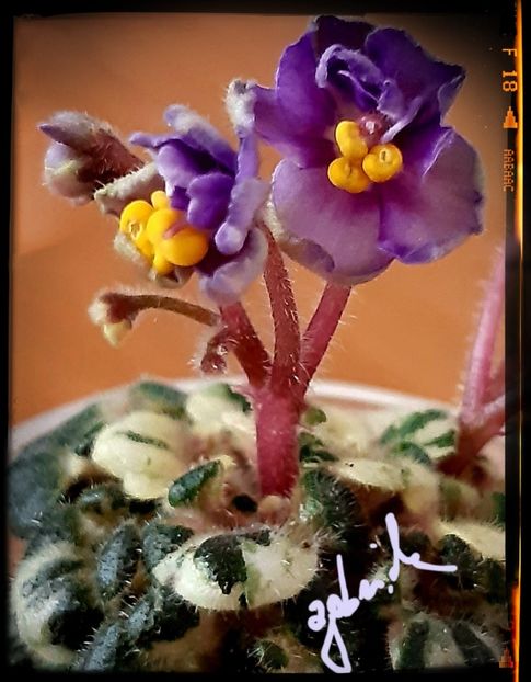 Heavenly Girl ( mini ) - AA violete africane de colectie