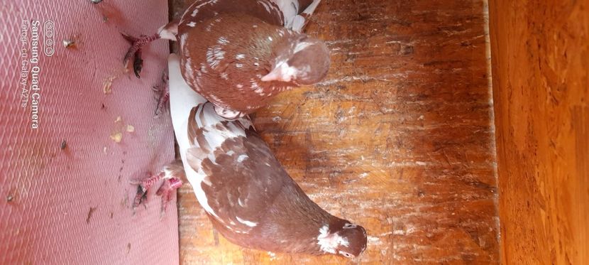  - Rolleri de Birmingam 2023