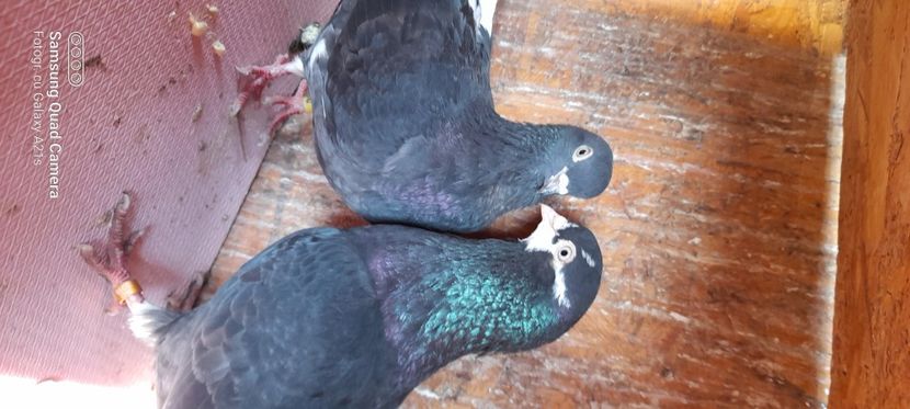  - Rolleri de Birmingam 2023