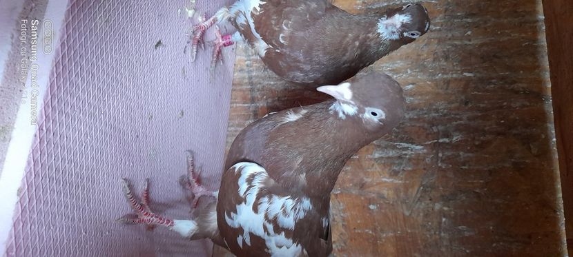  - Rolleri de Birmingam 2023