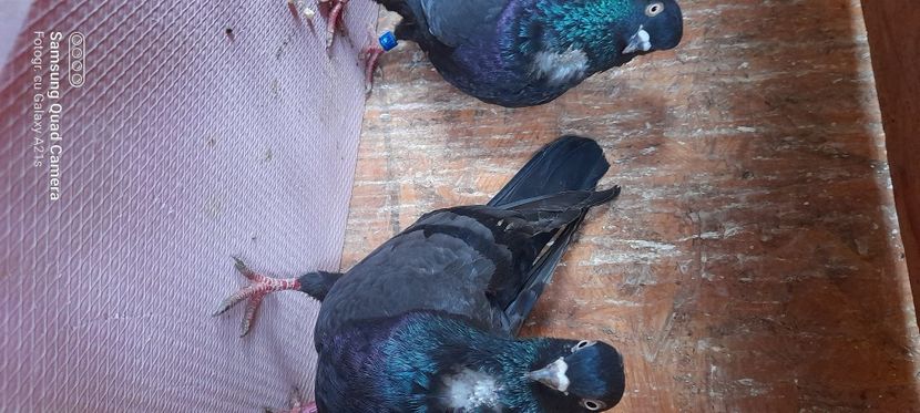  - Rolleri de Birmingam 2023