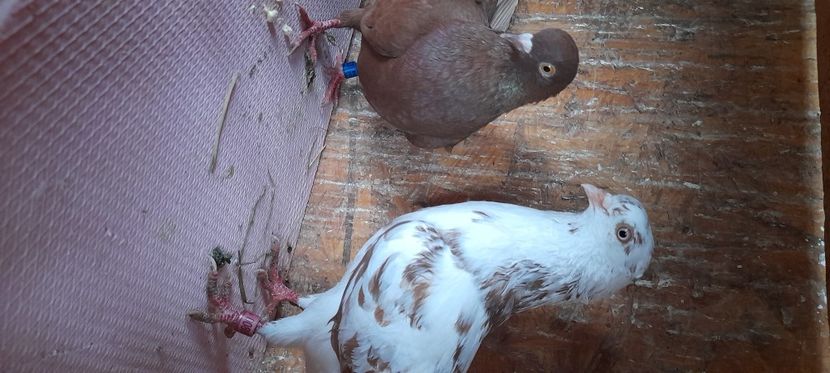  - Rolleri de Birmingam 2023