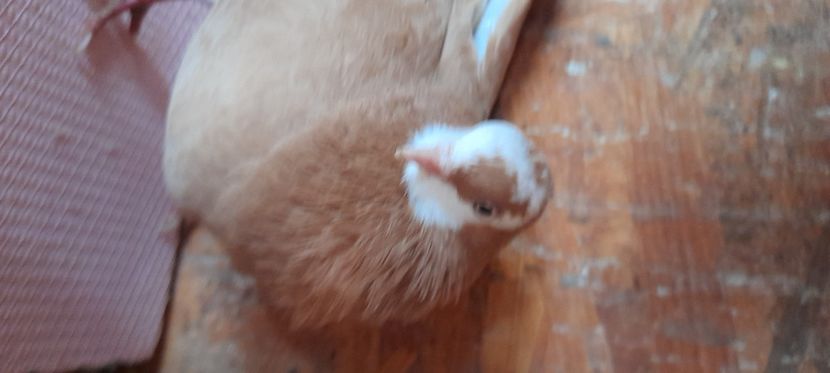  - Rolleri de Birmingam 2023