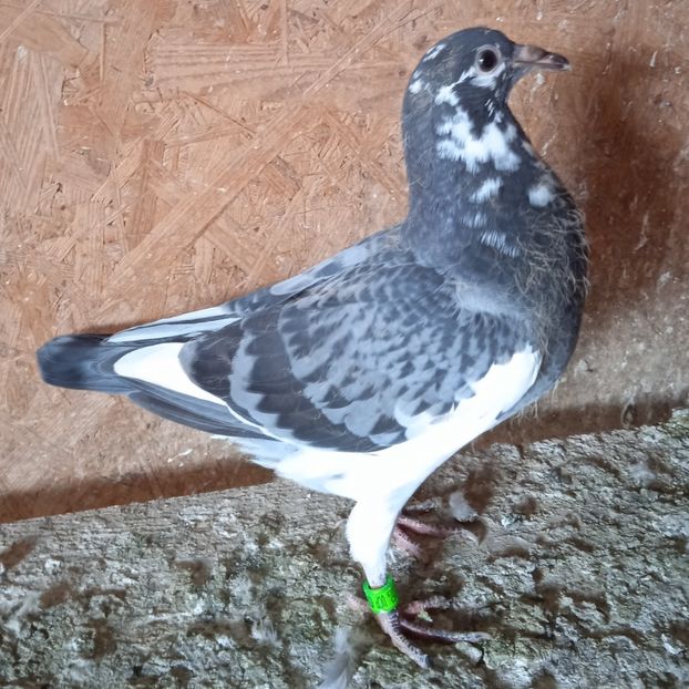 Pui 23-907....-15 lei - Porumbei vanduti