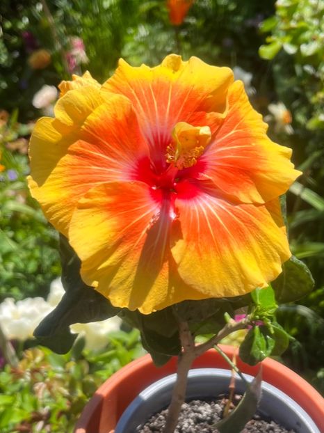 F774A92B-1B80-4983-BF13-2D5407BB0425 - Hibiscus