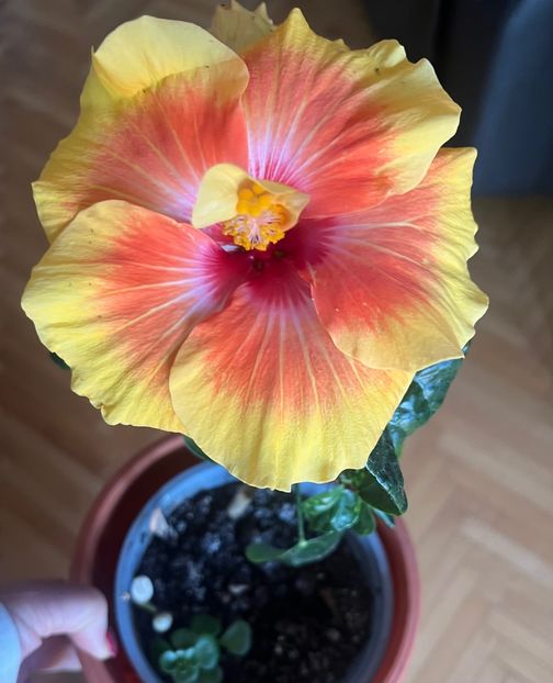 7EC6C656-1058-4AB6-AC97-734F9E8DF2BF - Hibiscus