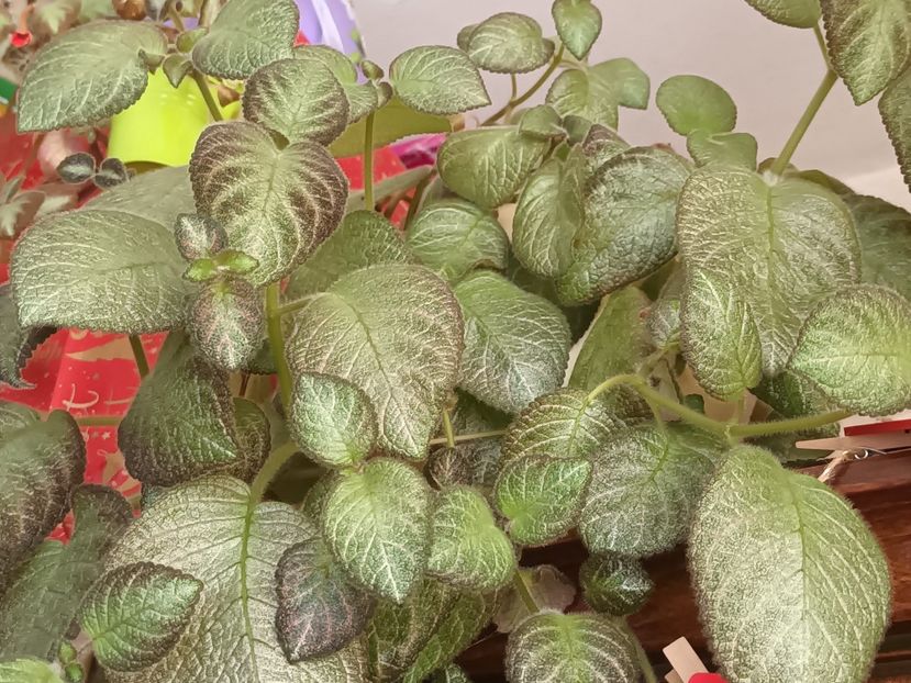 Hristos a inviat doamnele mele dragi - Albumul Floricelelor