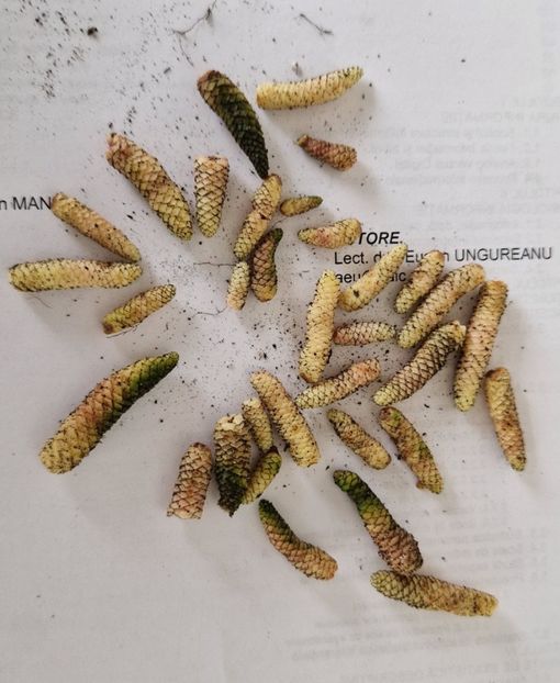 Golden Buck - Rizomi achimenes 2023