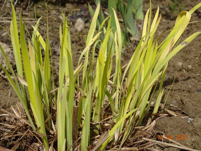 iris sibirica Fran's Gold - Irisi si bujori 2023
