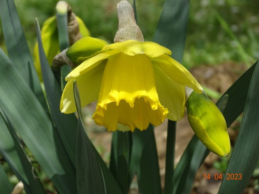 Alexis Beauty - z-Dobarland 2023