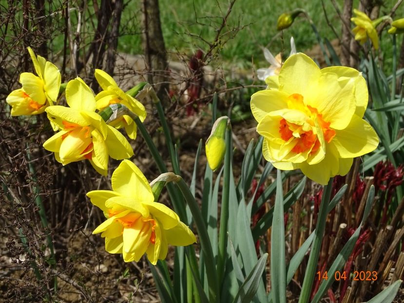 Tahiti - z-Dobarland 2023