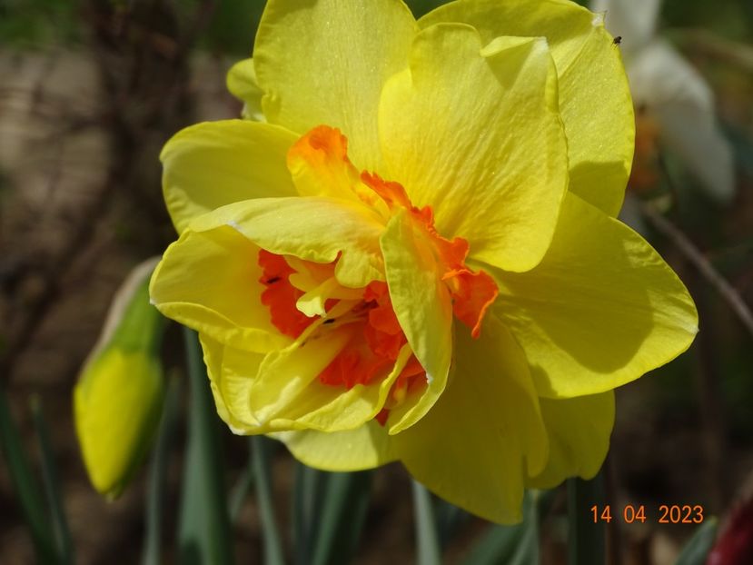 Tahiti - z-Dobarland 2023