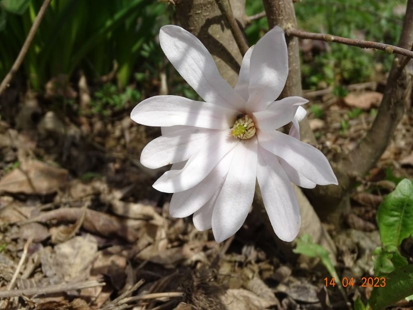 magnolia stellata Waterlily - z-Dobarland 2023