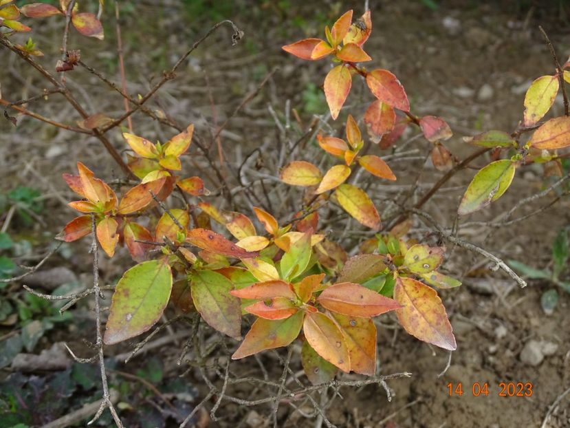 abelia Kaleidoscope - z-Dobarland 2023