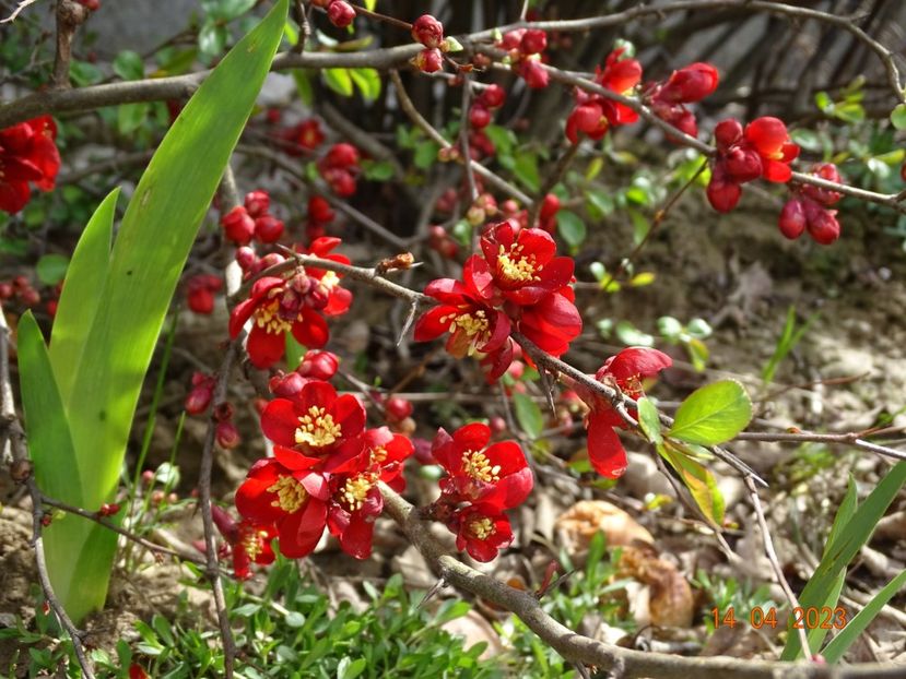 chaenomeles Crimson and Gold - z-Dobarland 2023