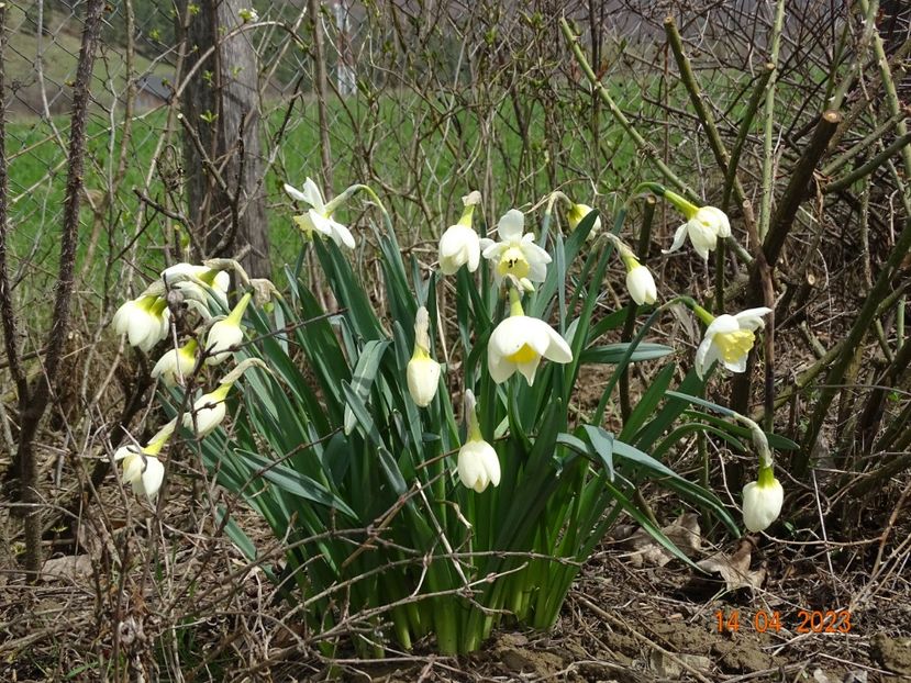 Frosty Snow - z-Dobarland 2023