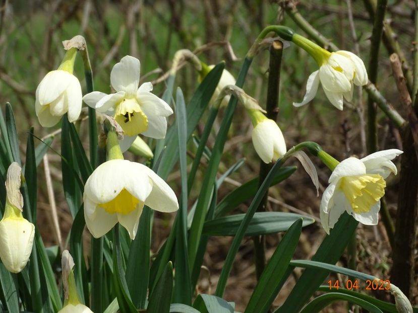 Frosty Snow - z-Dobarland 2023