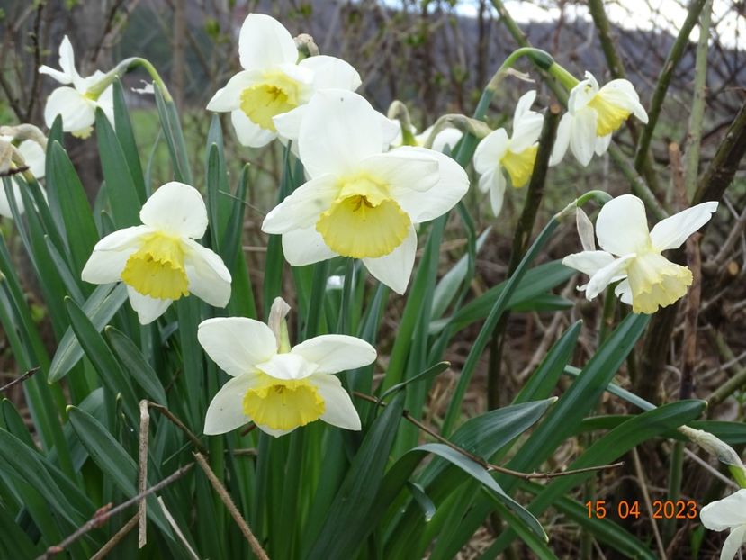 Frosty Snow - z-Dobarland 2023