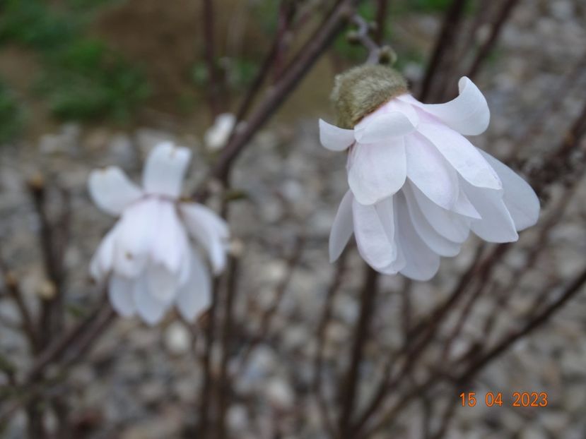 magnolia stellata Waterlily - z-Dobarland 2023