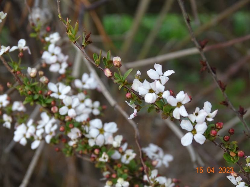 spiraea Fujino Pink - z-Dobarland 2023